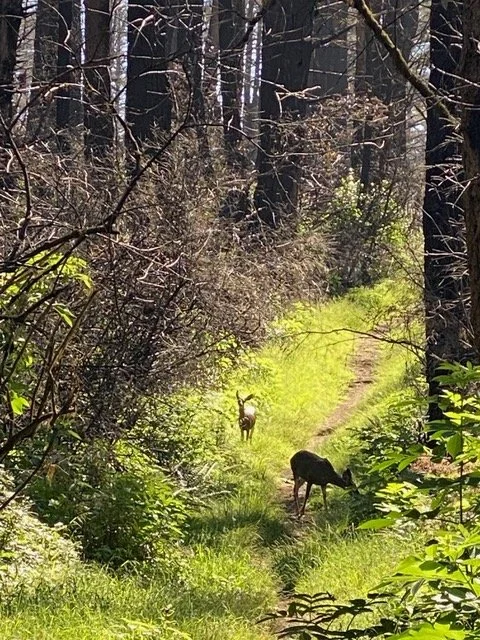 Renew and Recharge BEFORE the End of the Year